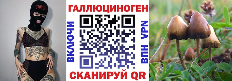 Галлюциногенные грибы Psilocybe  Новоаннинский 